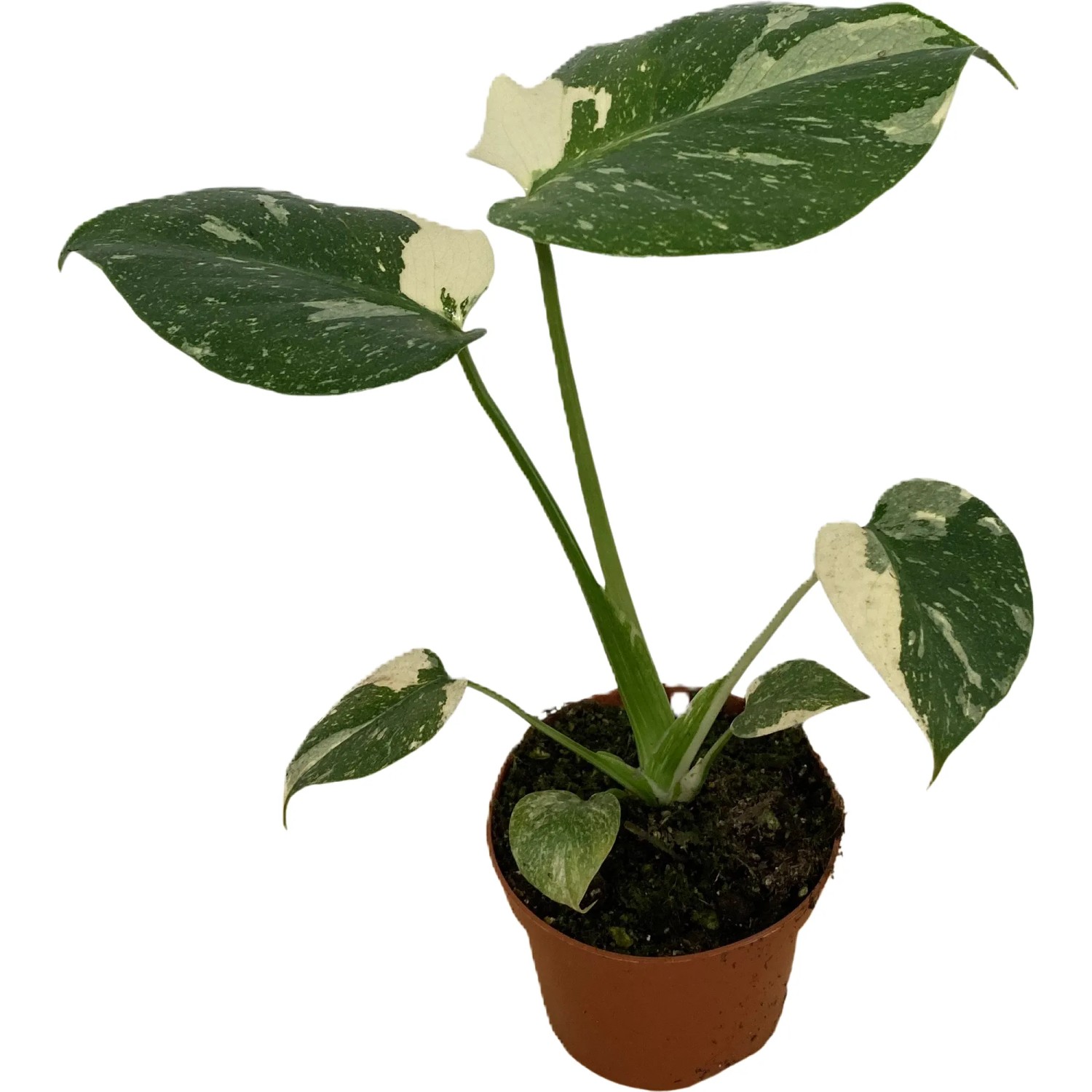 philodendron rubrijuvenile el choco red Philodendron rubrijuvenile 'El Choco Red'