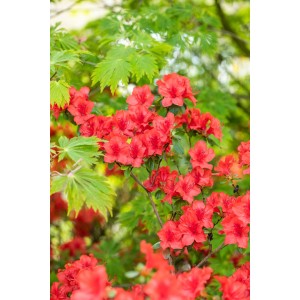 Blühende, rote Zimmerazalee (Rhododendron simsii) mit grünen Blättern.