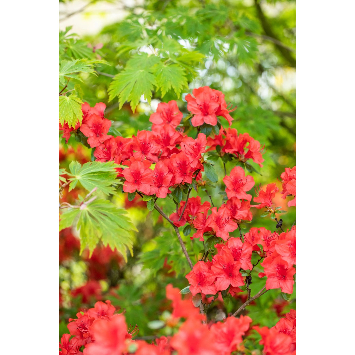 Zimmerazalee Sortiert Hhe ca. 20 cm Topf 1 l Rhododendron simsii kaufen  bei OBI