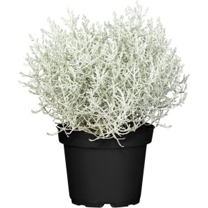 Gefärbter Silberdraht (Calocephalus brownii) im Topf, Höhe 15 cm, ideal für Herbstdeko.