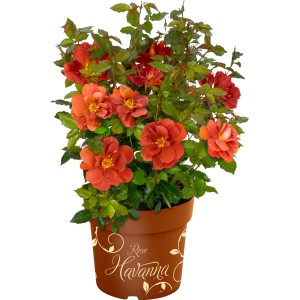 Beetrose Espresso Orange im Topf, ca. 20-30 cm hoch. Bodendeckerrose mit orangefarbenen Blüten.