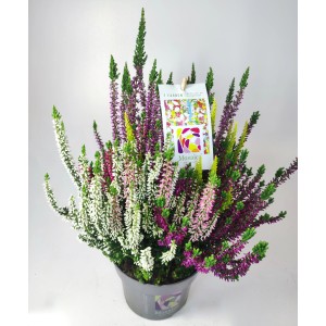 Besenheide Mosaica im Topf, ca. 14 cm. Winterharte Calluna vulgaris mit bunten Blüten.