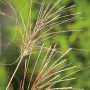 Detailaufnahme von GROW by OBI Chinaschilf Gracillimus mit silbernen Blütenwedeln.