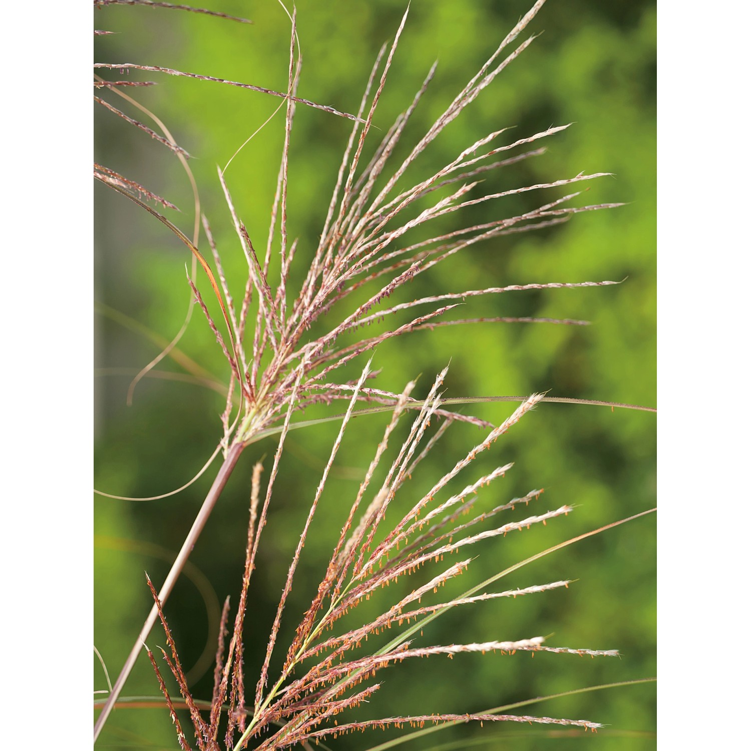 Detailaufnahme von GROW by OBI Chinaschilf Gracillimus mit silbernen Blütenwedeln.