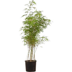 Schirmbambus Set à 20 Stück Höhe ca. 150 - 175 cm Fargesia rufa