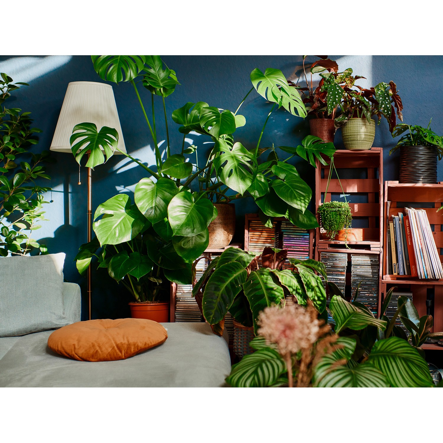 Üppige Grünpflanzen-Szene mit Seramis Vitalnahrung im Hintergrund, für gesundes Wachstum.