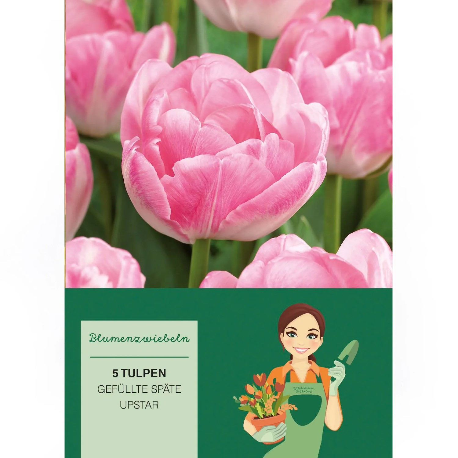 Pfingstrosen-Tulpe Upstar rosa-weiß, gefüllte Blüte, 5 Stück.