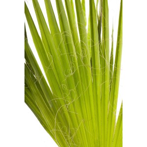 Nahaufnahme der grünen Blätter einer Hanfpalme (Trachycarpus fortunei) im Topf von GROW by OBI.