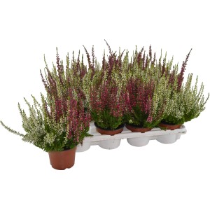 Knospenheide Calluna im 9,5 cm Topf, winterharte Herbstpflanze mit weißen und pinken Blüten.