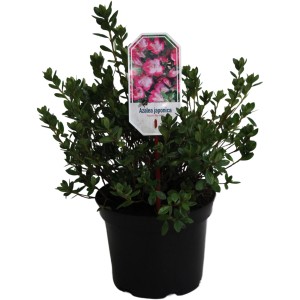 Japanische Azalee Izumi No Mai im Topf, lachsrot-weiße Blüten. Wintergrüne Azalee für Garten und Kübel.