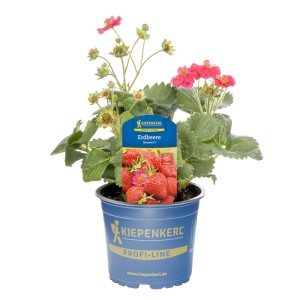 Kiepenkerl Erdbeere Toscana F1 im Topf mit rosa Blüten und roten Früchten.
