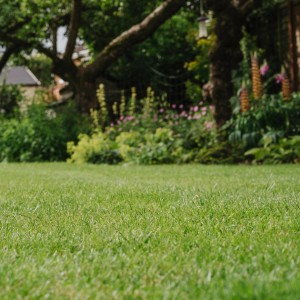 Satter, grüner Rasen im Garten, gesät mit Westland Rasensamen Smart Green.