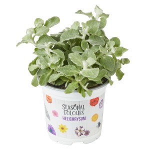 Strohblume Helichrysum microphyllum im Topf, goldgelbe Blüten, geeignet für Balkon und Garten.