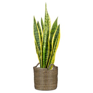Scheurich Pflanzgefäß 514, Ø 26 cm, schwarz, mit Sansevieria-Pflanze.