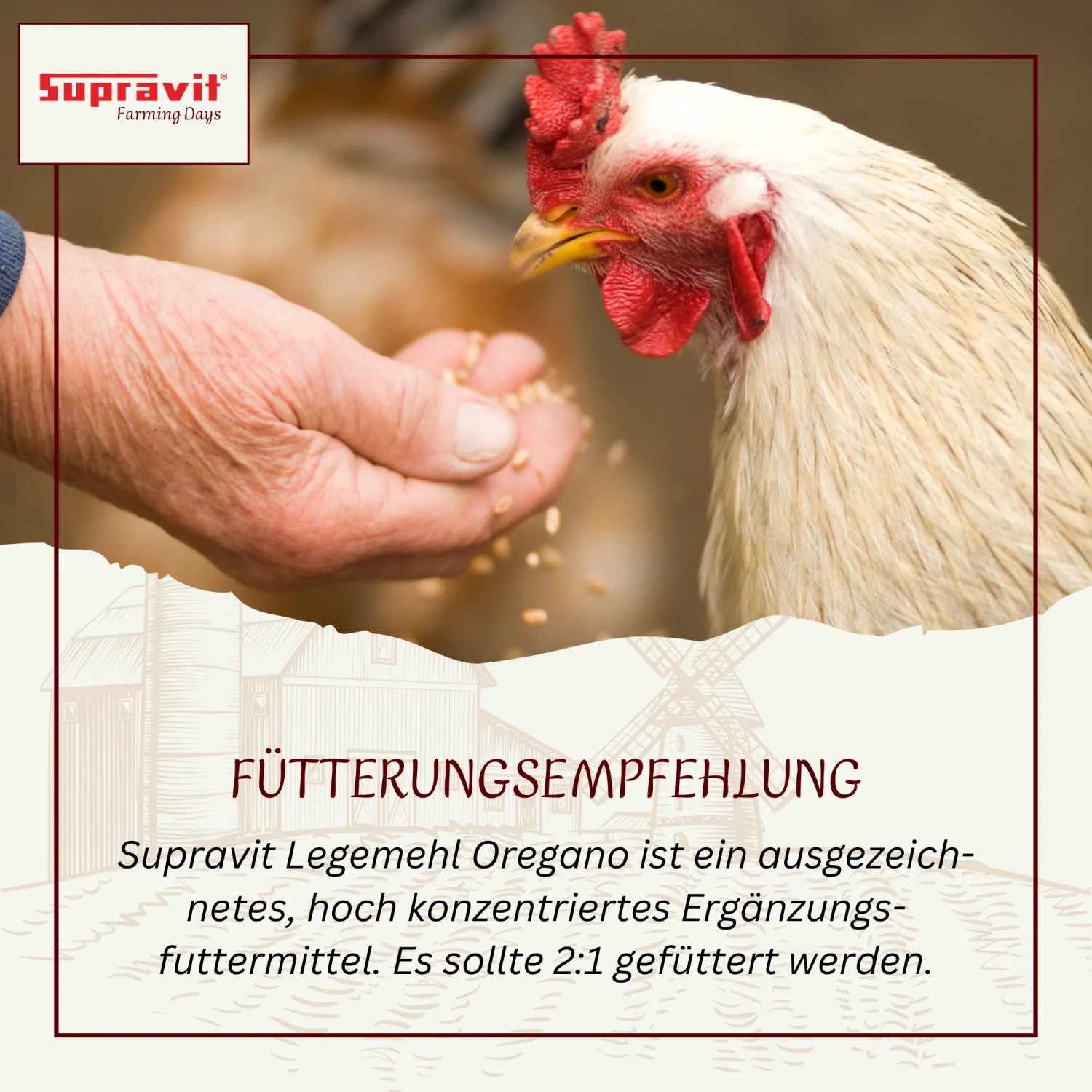 Hand füttert weißes Huhn mit Supravit Legemehl. Spezielles Geflügelfutter für Hühner.