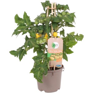 Gelbe Cherrytomate 'Pick & Joy' im Topf, mit Rankhilfe und teils reifen Früchten.