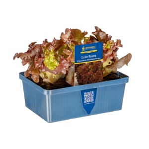 Kiepenkerl Pflücksalat Lollo Rossa in 6er Schale. Dekoratives, braun-rotes Blattgemüse.