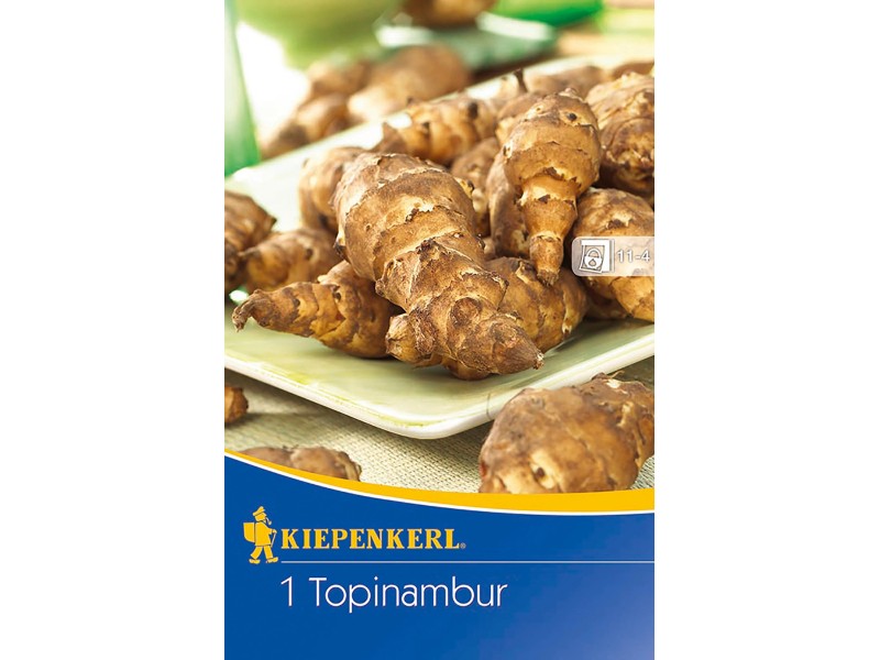 Kiepenkerl Topinambur 1 Stück Helianthus tuberosus kaufen bei OBI