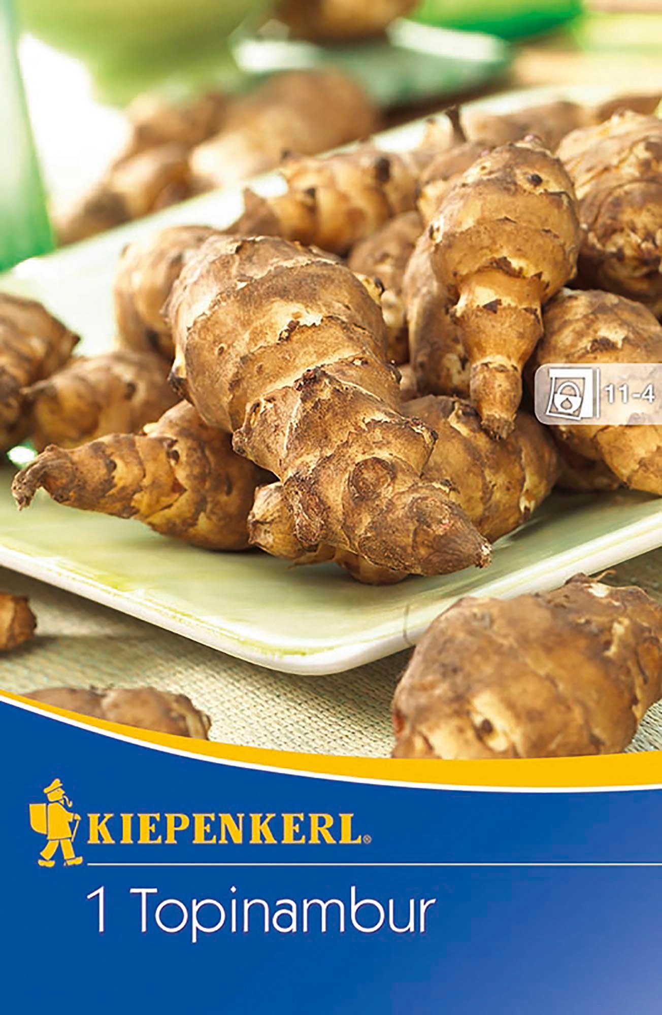 Kiepenkerl Topinambur 1 Stück Helianthus tuberosus kaufen bei OBI