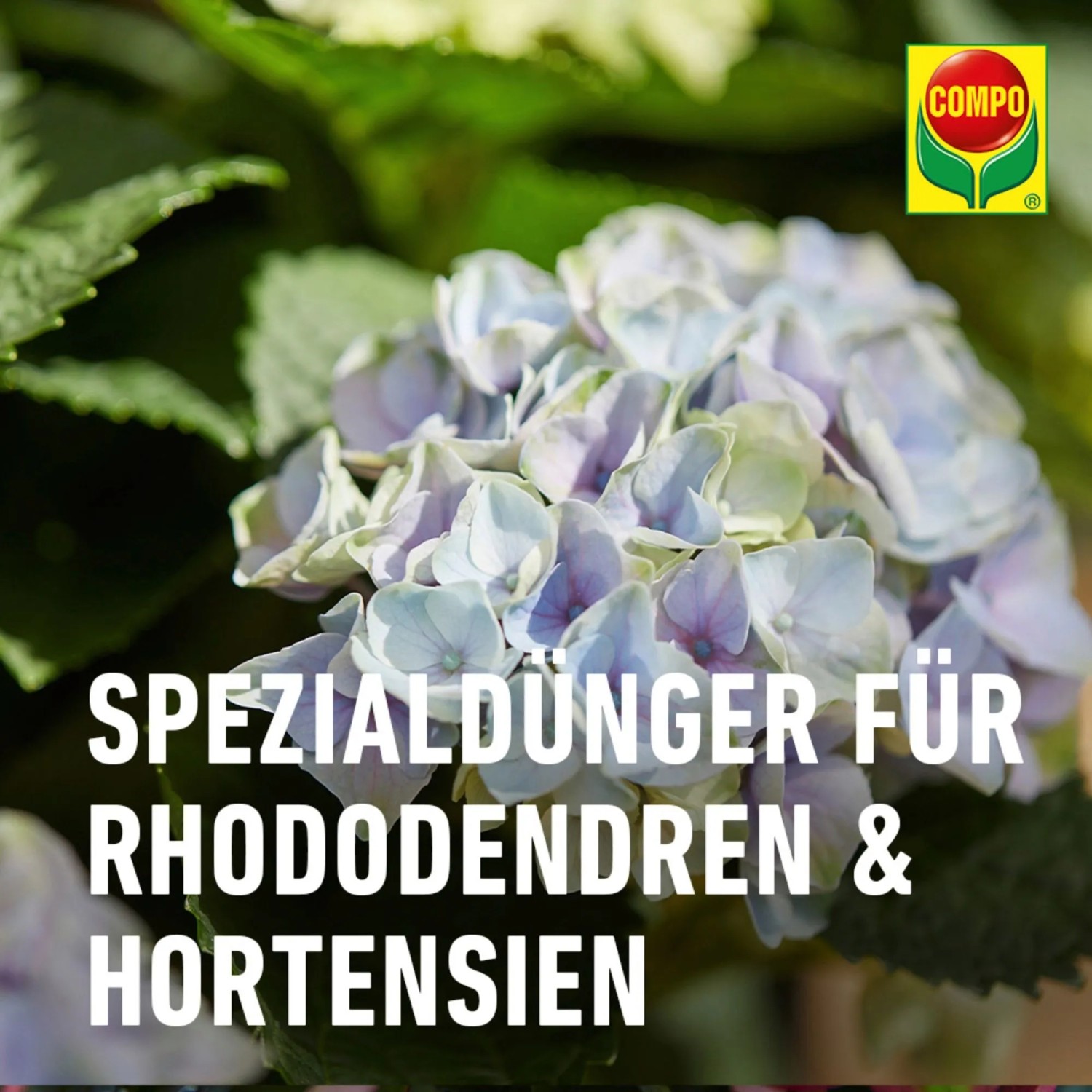 Compo Vital Dnger fr Hortensien und Rhododendren 1 kg kaufen bei OBI