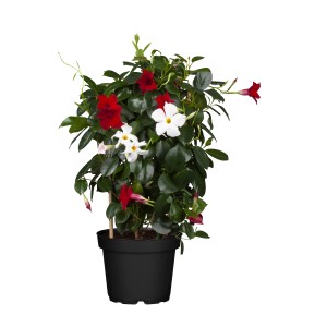 Dipladenia Spalier Duo im Topf mit roten und weißen Blüten, eine blühende Kübelpflanze.