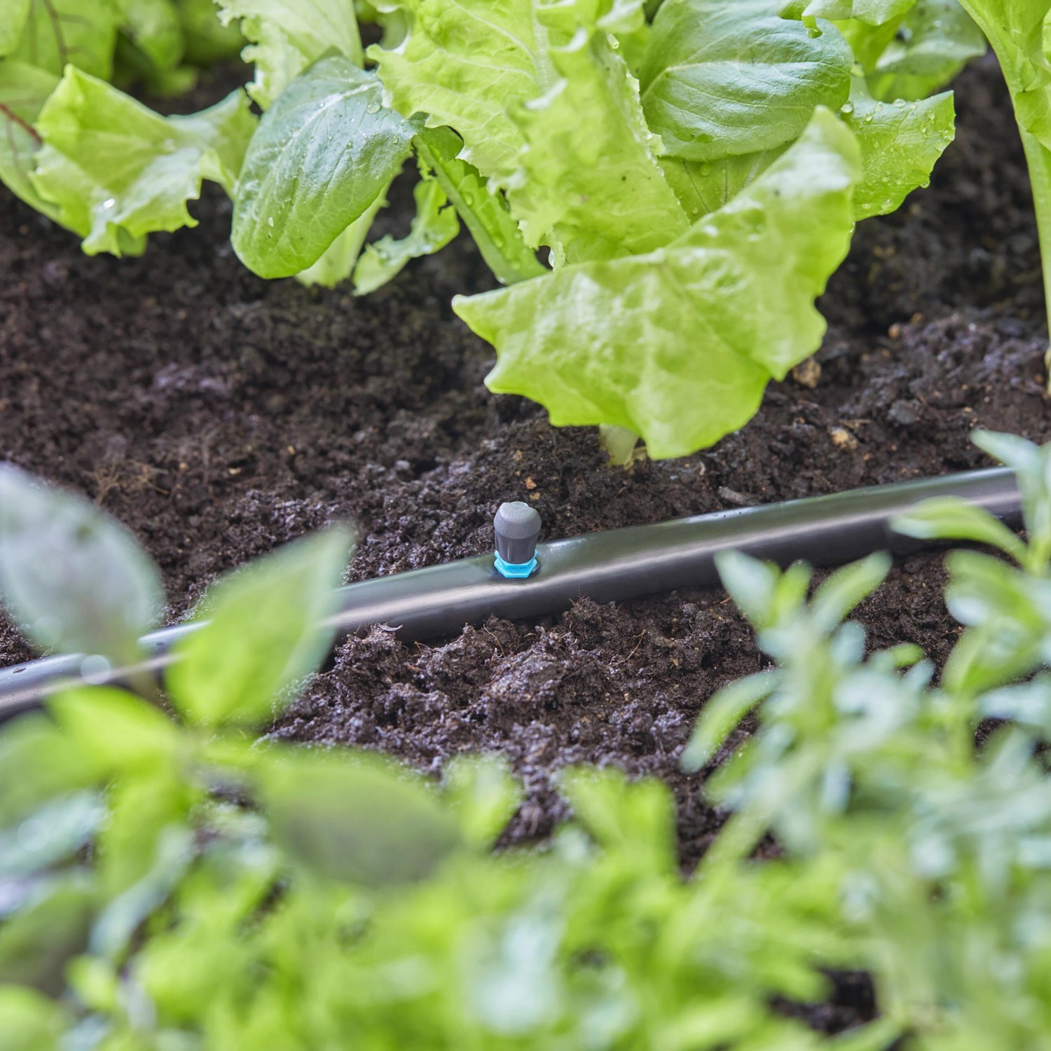 Gardena Sprühdüse 90° im Beet: Bewässerung für Beetecken mit Micro-Drip-System.