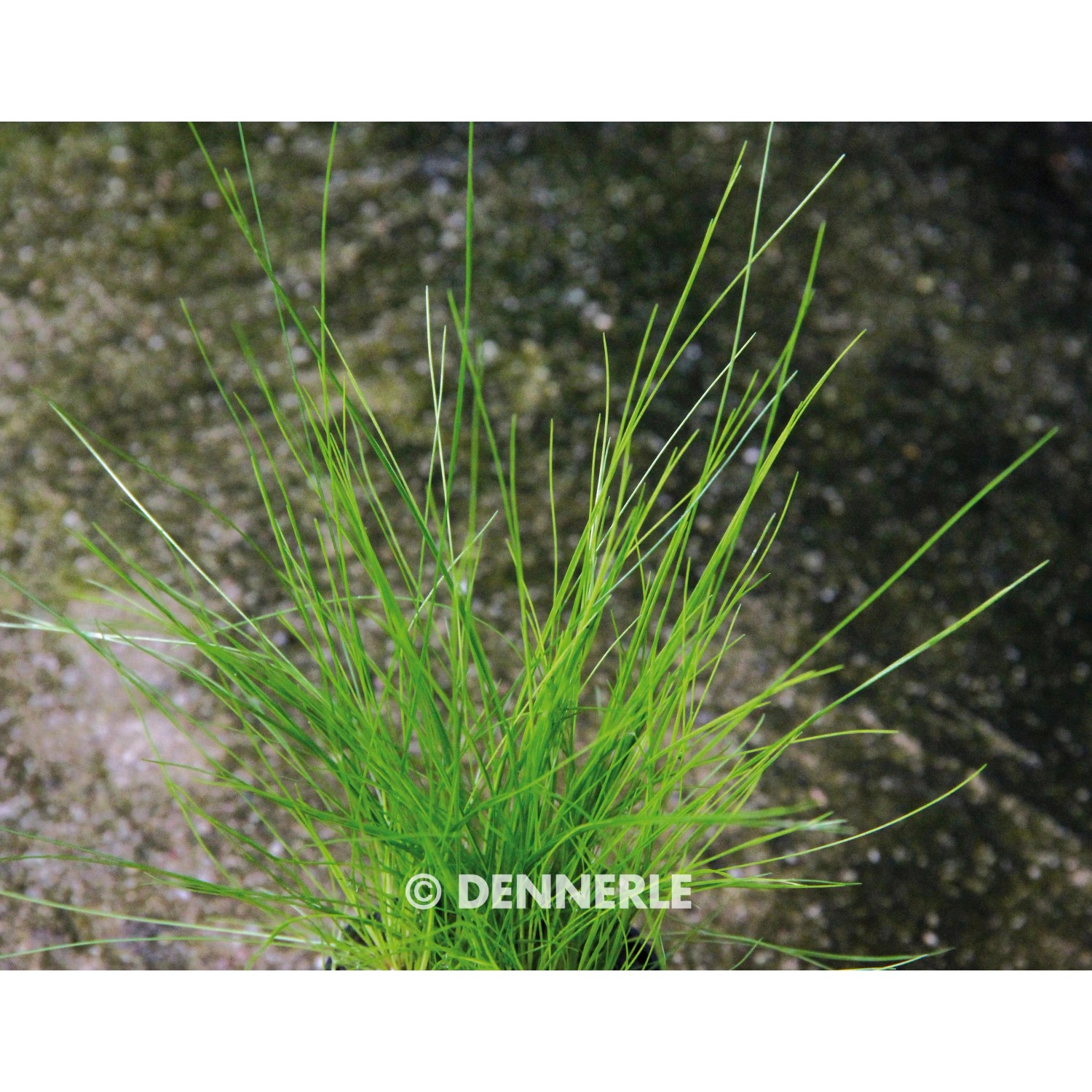Dennerle Plants Eleocharis Acicularis, grüne Aquariumpflanze für den Vordergrund.