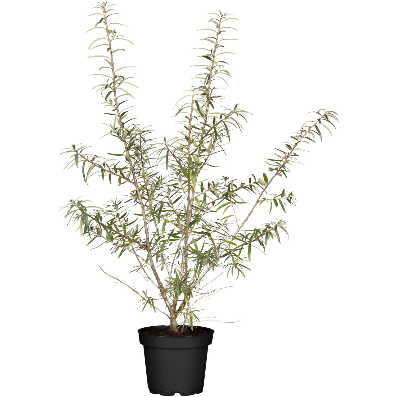 Sanddorn Höhe ca. 40 60 cm Topf ca. 3 l Hippophae rhamnoides kaufen
