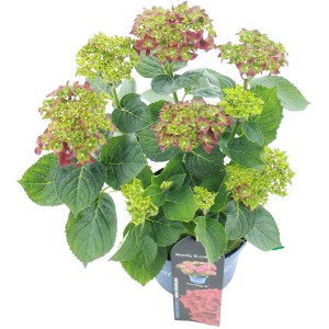 Gartenhortensie "Fire Wings" Rot Höhe ca. 20 - 30 cm Topf ca. 3,5 l