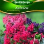 Quedlinburger Salvien 'Bunte Mischung' Blumensamen mit roten, pinken und lila Blüten.