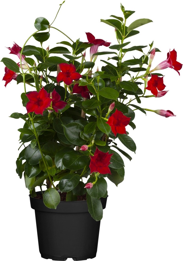 GROW by OBI Dipladenie TopfØ ca. 13 cm Dipladenia sanderi kaufen bei OBI