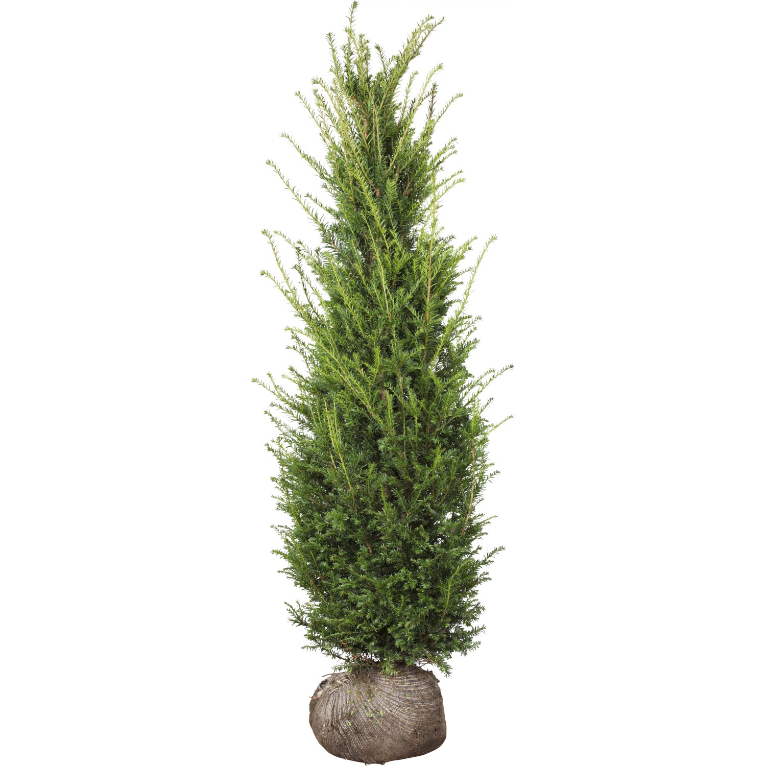 Eibe Set  20 Stck Hhe ca. 100 - 120 cm Taxus baccata kaufen bei OBI