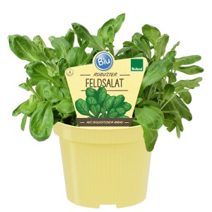 Blu Bio-Feldsalat im Topf (Ø 12cm). Blattgemüse mit nussigem Geschmack, ideal für Salate.