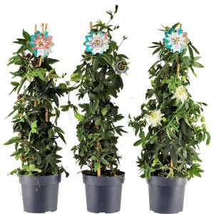 Passionsblume 'Passiflora caerulea' als Pyramide im Topf, verschiedene Blütenfarben.