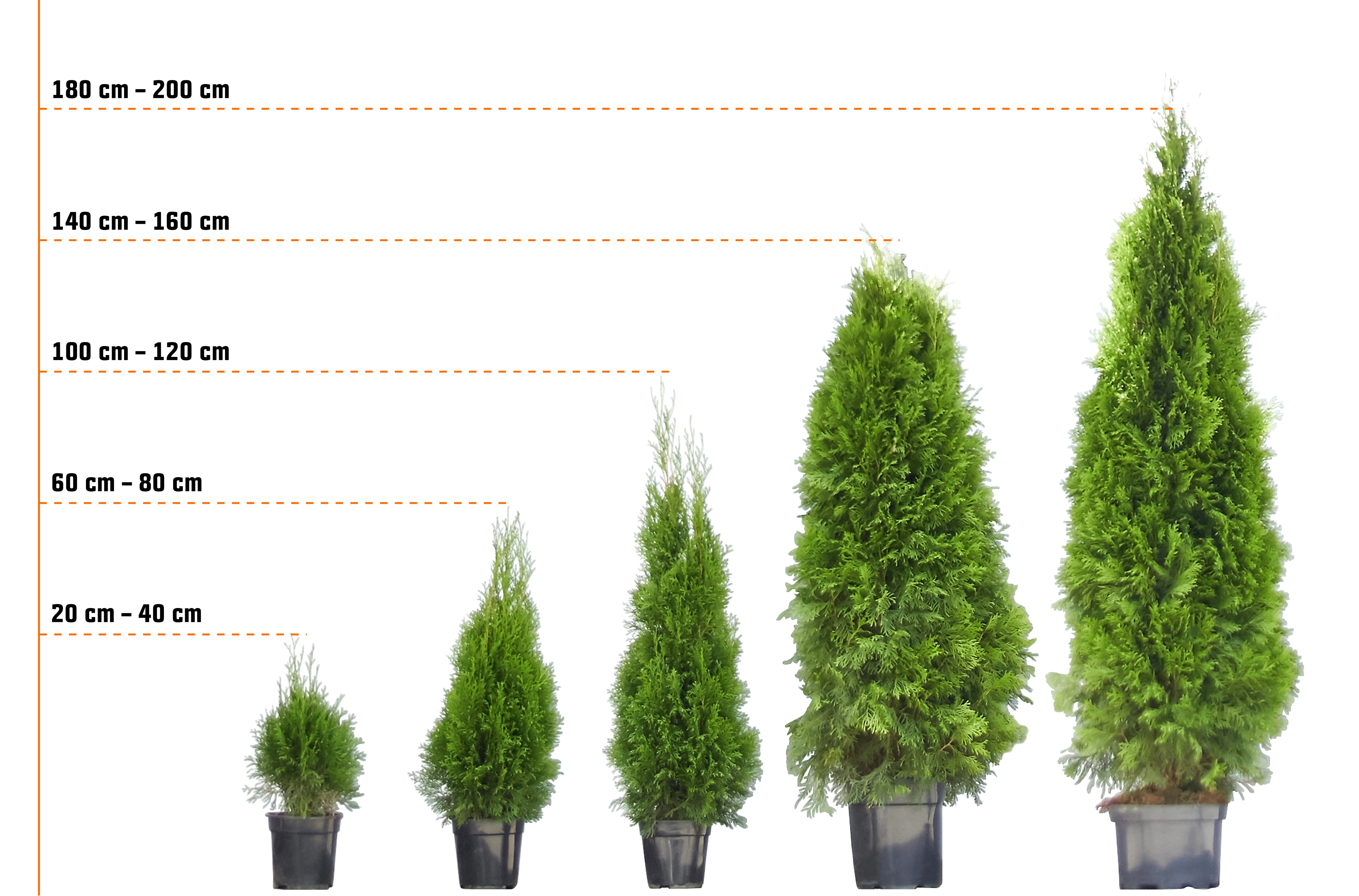 BecherEibe "Hillii" Höhe ca. 30 40 cm Topf ca. 3 l Taxus baccata