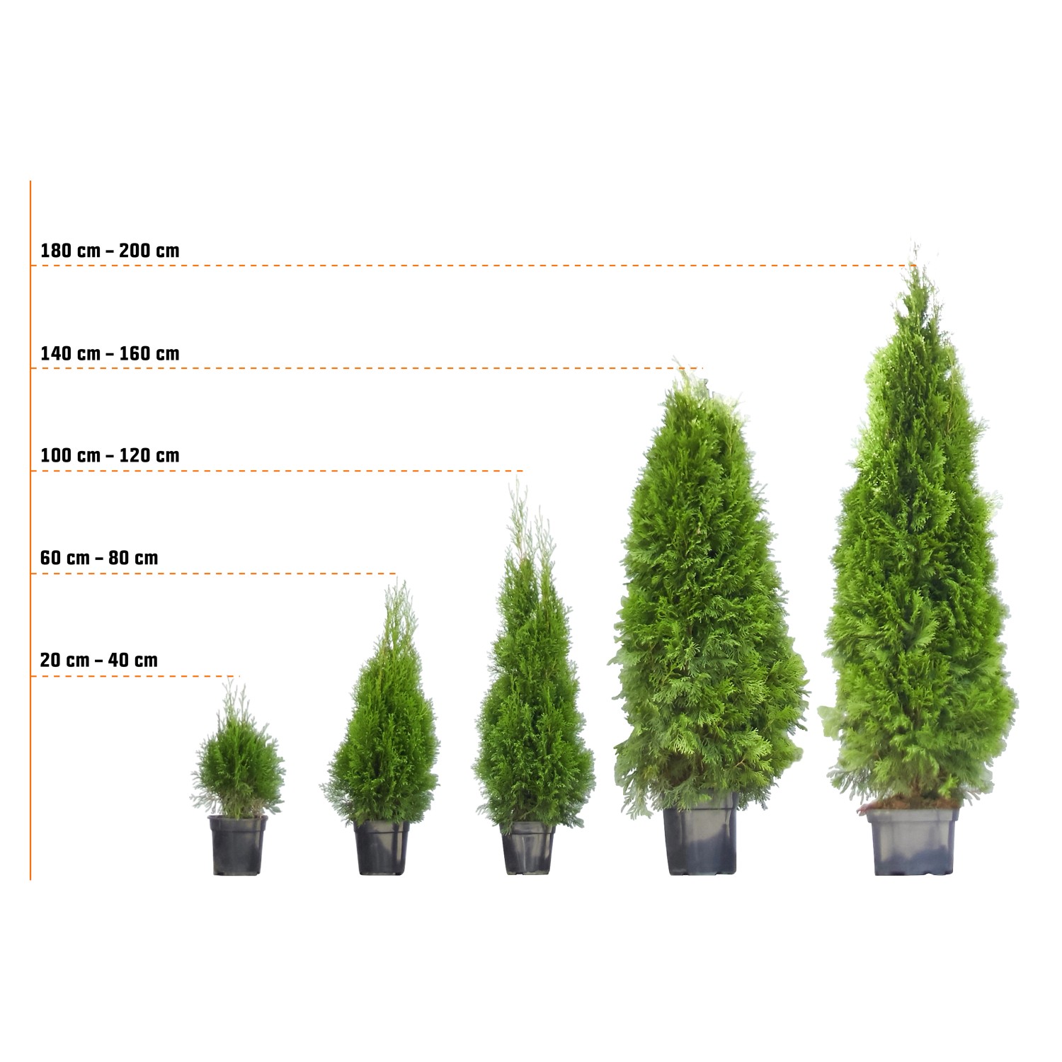 Verschieden hohe Lebensbäume Brabant (Thuja) im Topf, Größen von 20 cm bis 200 cm.