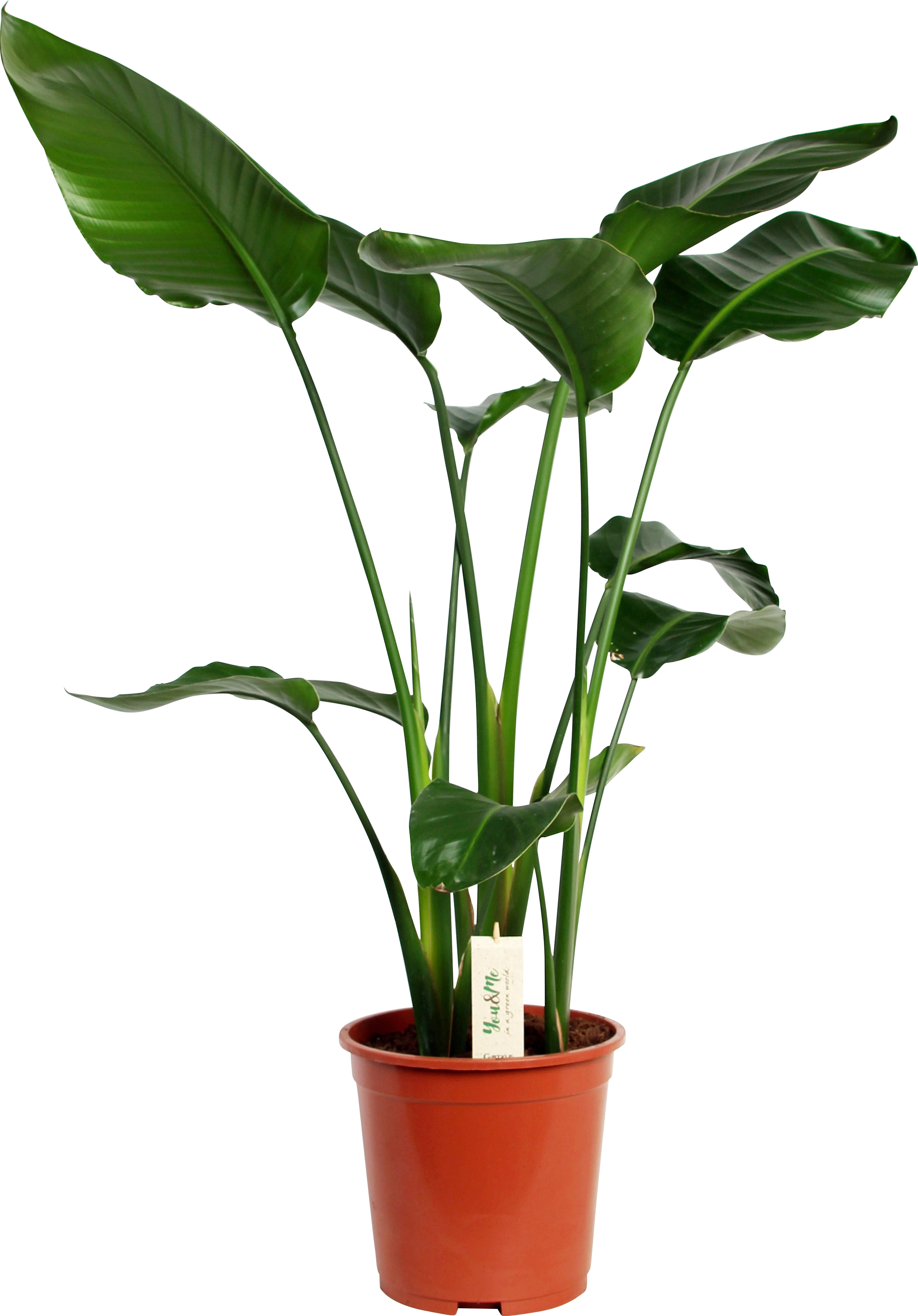 Strelitzie Höhe ca. 60 75 cm TopfØ ca. 17 cm Strelitzia kaufen bei OBI