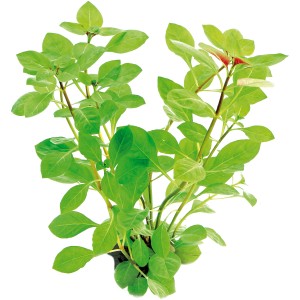 Dennerle Plants Ludwigia Repens Aquariumpflanze mit grünen Blättern.
