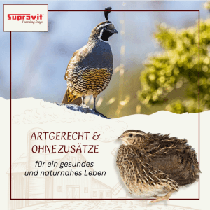Supravit Wachtelfutter Körnermischung für Geflügel. Eine erwachsene Wachtel und ein Küken in natürlicher Umgebung.