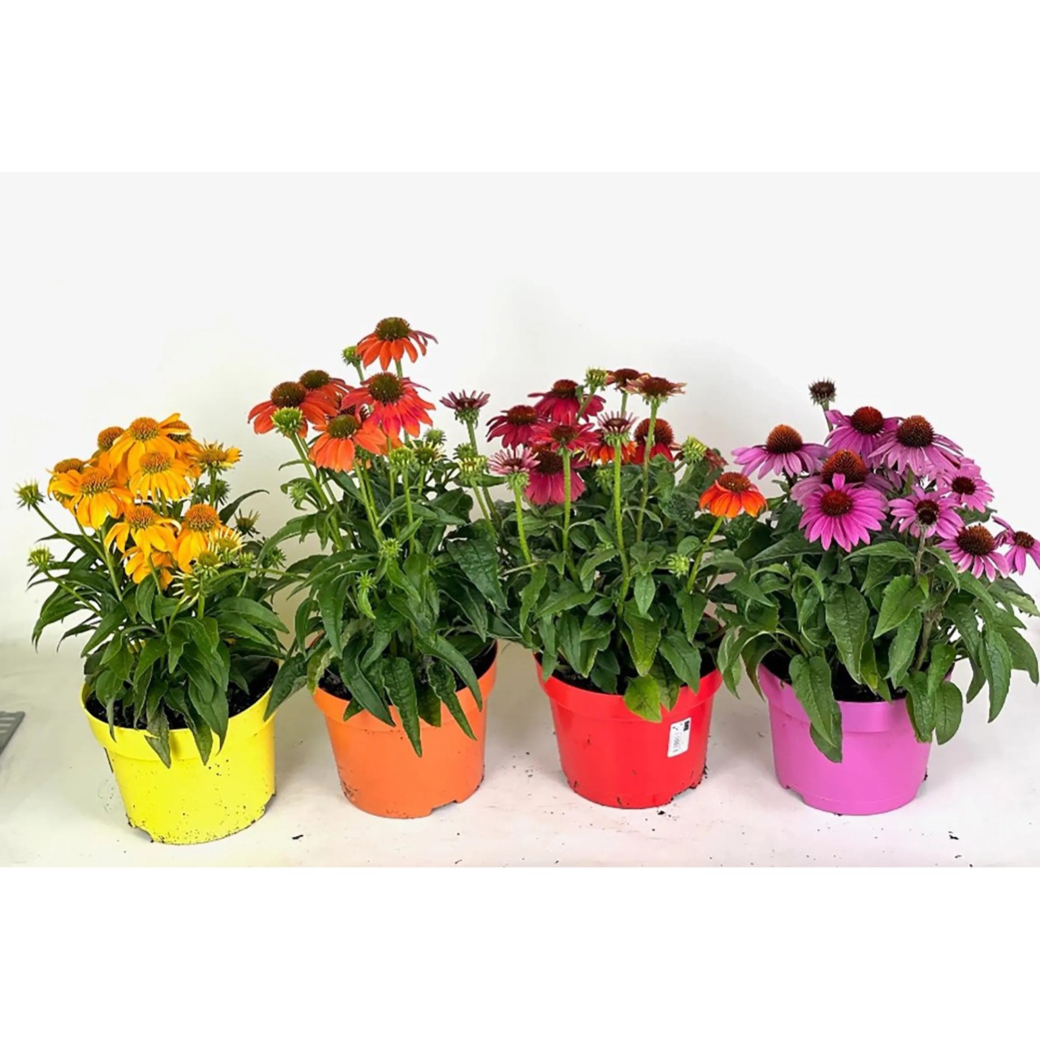 Verschiedenfarbiger GROW by OBI Sonnenhut (Echinacea purpurea) im Topf, ca. 32cm hoch.