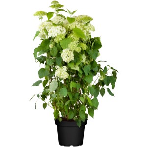 Ballhortensie 'Annabelle' im Topf, ca. 40-50 cm hoch, mit weißen Blüten.
