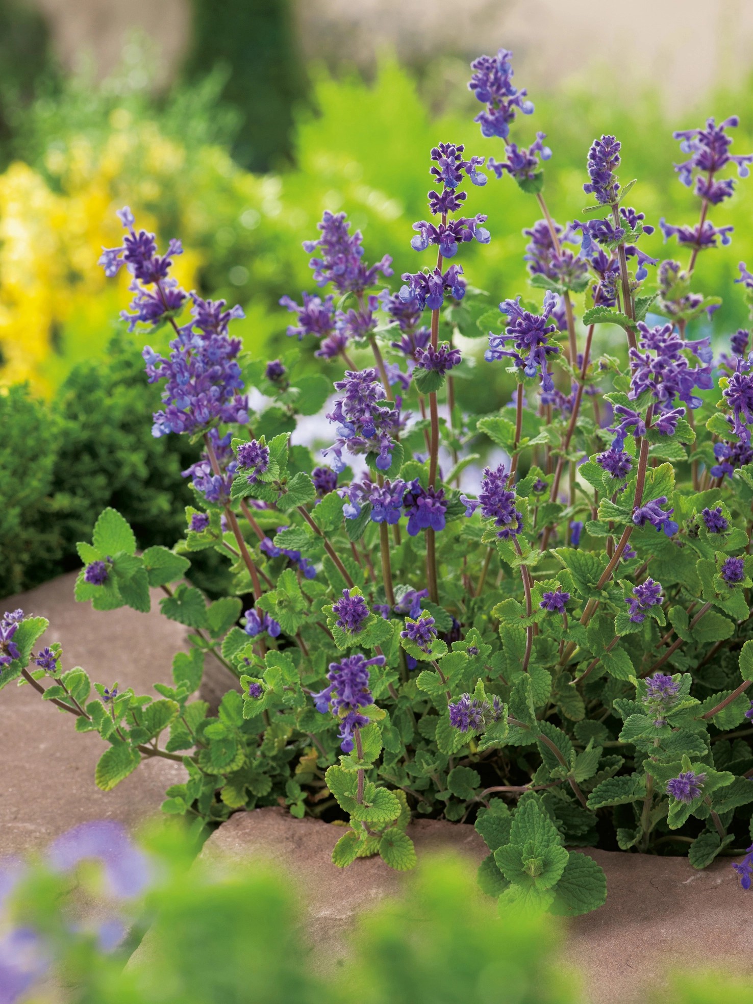GROW by OBI Katzenminze TopfØ ca. 19 cm Nepeta kaufen bei OBI