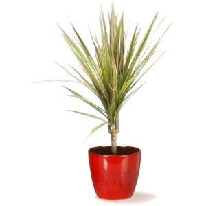 Scheurich Übertopf 920, Ø 16cm, Energy Red. Keramiktopf für Zimmerpflanzen.