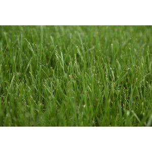 Nahaufnahme von saftig grünem Sportrasen, ideal zur Regeneration mit Kiepenkerl RSM 3.2 Saatgut.