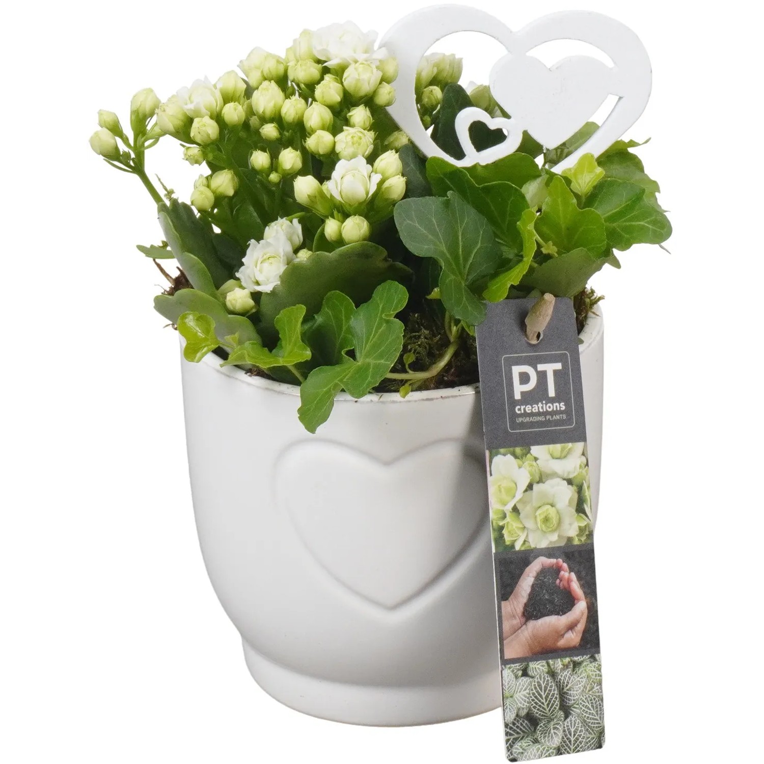 Zimmerpflanzen-Arrangement im weien Keramik-Gef Topf- ca. 11 cm kaufen  bei OBI