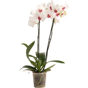 GROW by OBI Schmetterlingsorchidee "Red Eye" Höhe ca. 60 -70 cm Topf-Ø ca. 12 cm