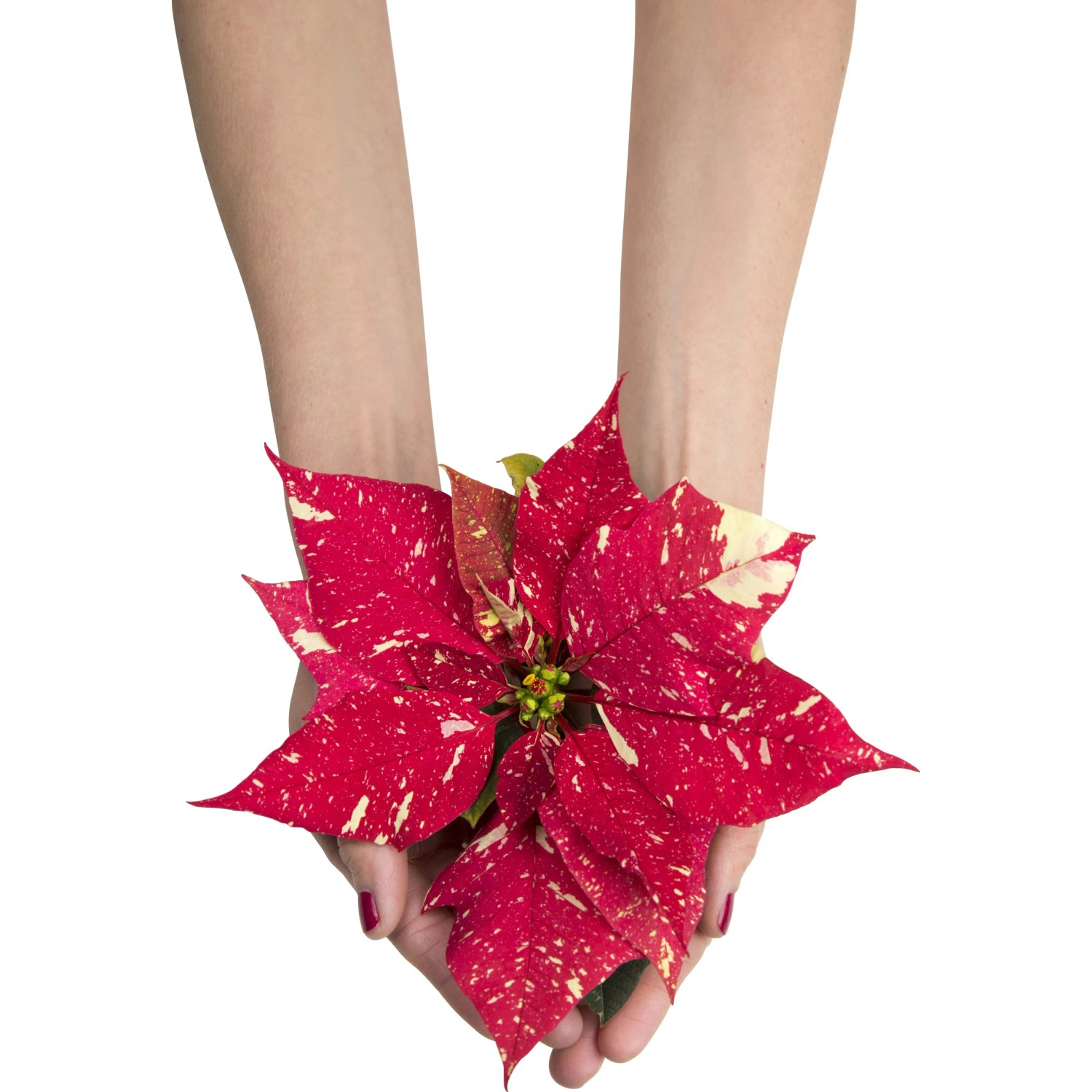 Mini Weihnachtsstern "Primero" Rot-Wei gefleckt Topf- ca. 6 cm Euphorbia  kaufen bei OBI