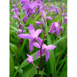 Gartenorchidee Bletilla var. mit lila Blüten und grünen Blättern im Beet.