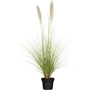 OBI Pampasgras "Comet" Topf-Ø ca. 34 cm Cortaderia selloana
