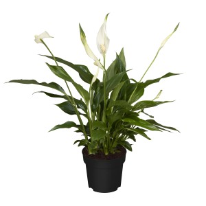 Einblatt 'Sweet Silvio' im Topf, ca. 60 cm hoch. Elegante Zimmerpflanze mit weißen Blüten und grünen Blättern.